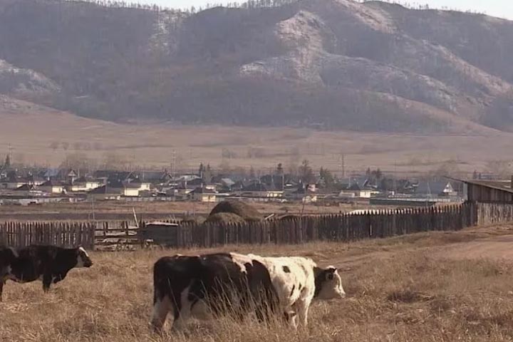 В Ширинском районе от голода гибнет скот 